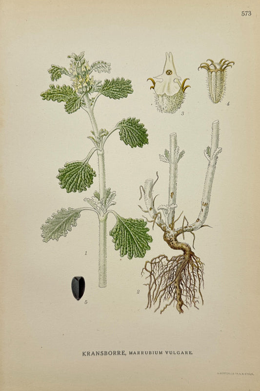 Antique Print - Carl Lindman - White Horehound - Marrubium Vulgare - F4