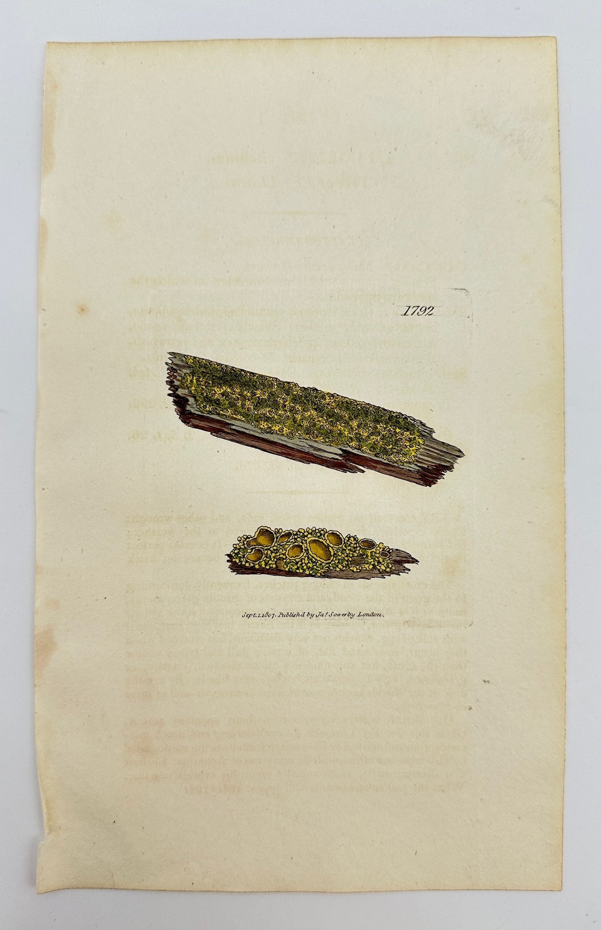 Antique Print - James Sowerby - Lichen Vitellinus - Vitelline Lichen - F1