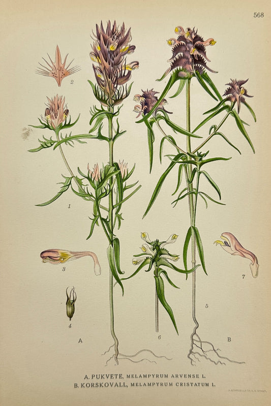 Antique Print - Carl Lindman - Field Cow-Wheat and Crested Cow-Wheat - F4