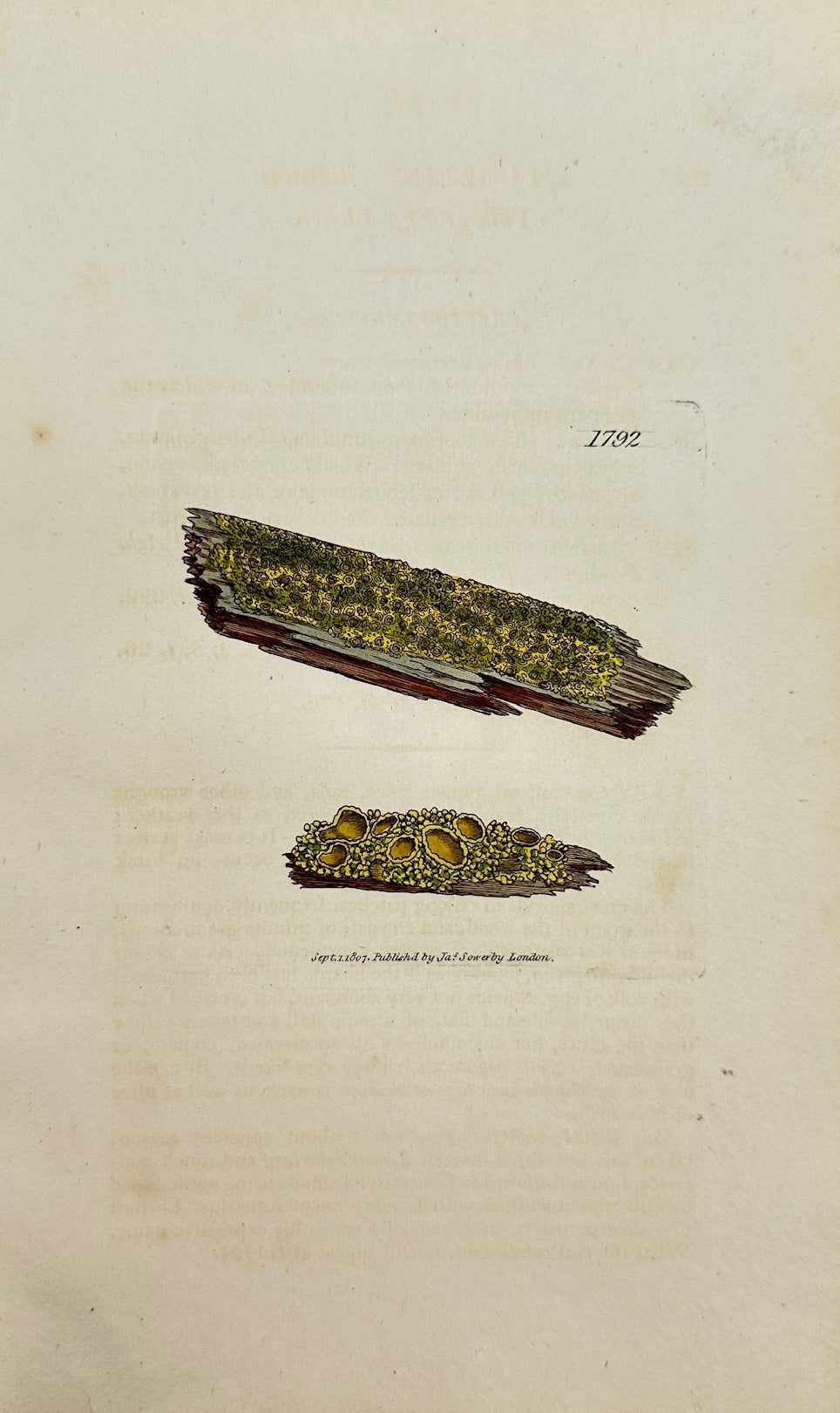 Antique Print - James Sowerby - Lichen Vitellinus - Vitelline Lichen - F1