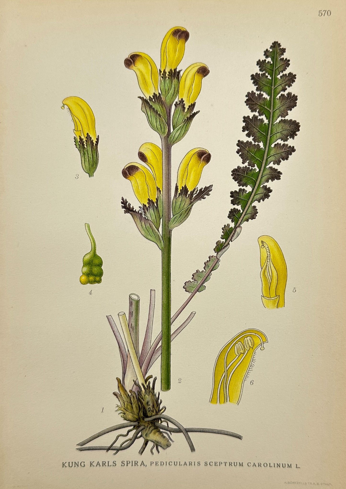 Antique Print - Carolinian Lousewort - Pedicularis Sceptrum Carolinum - F4