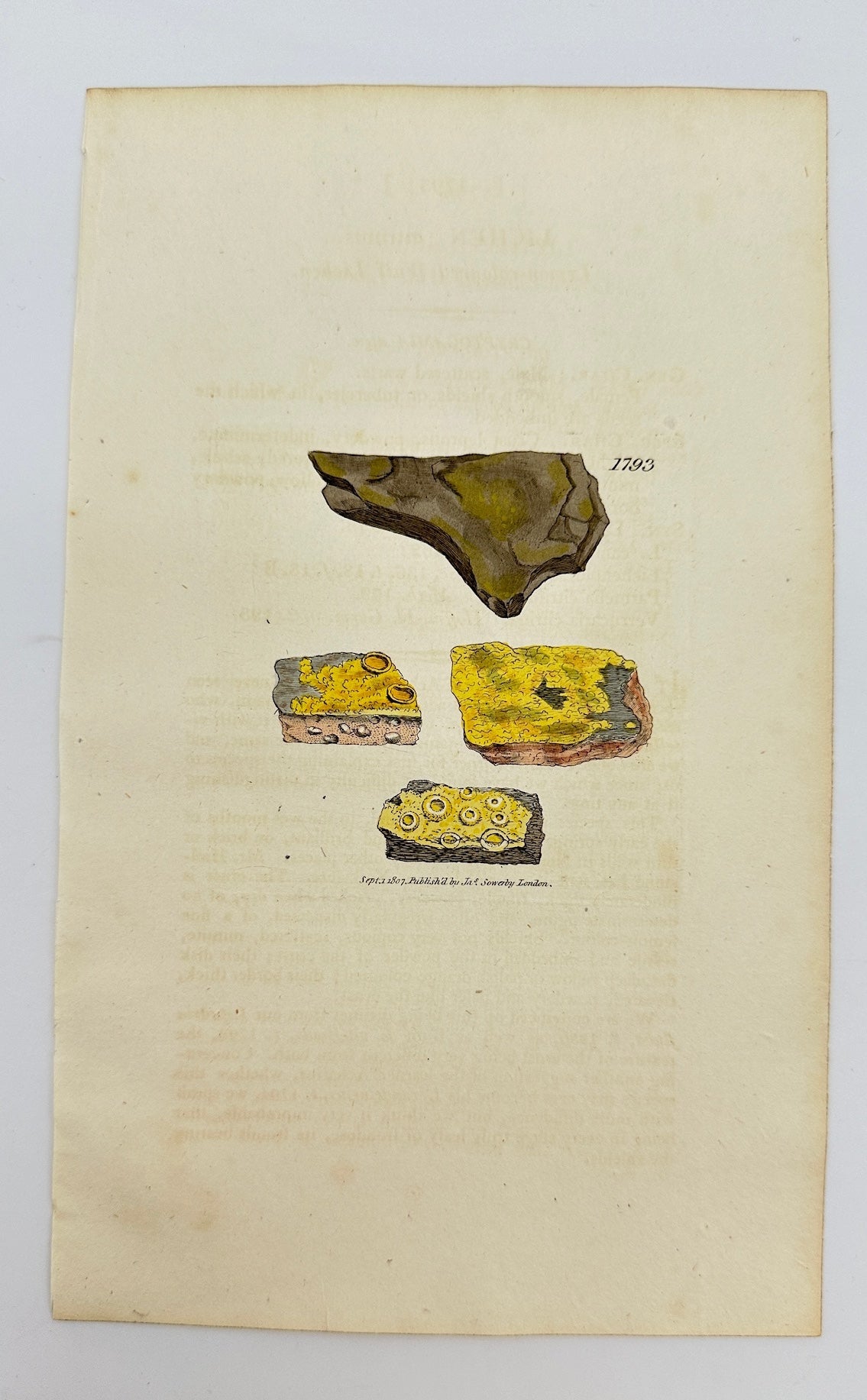 Antique Botanical Print - James Sowerby - Lichen Citrinus - Citrin Lichen - F1