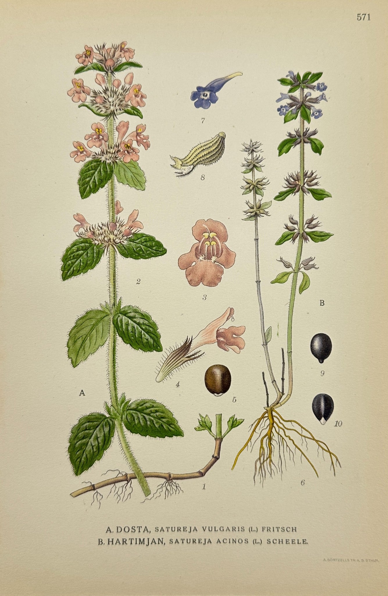 Antique Print - Carl Lindman - Summer Savory and Winter Savory - F4