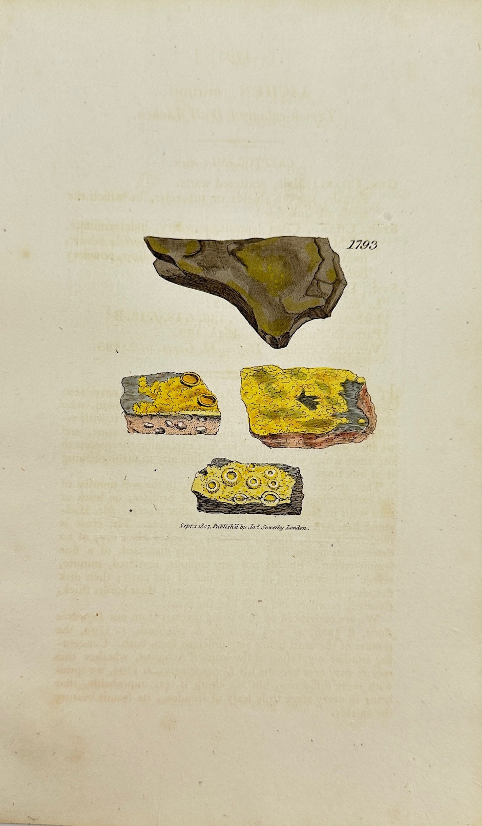 Antique Botanical Print - James Sowerby - Lichen Citrinus - Citrin Lichen - F1
