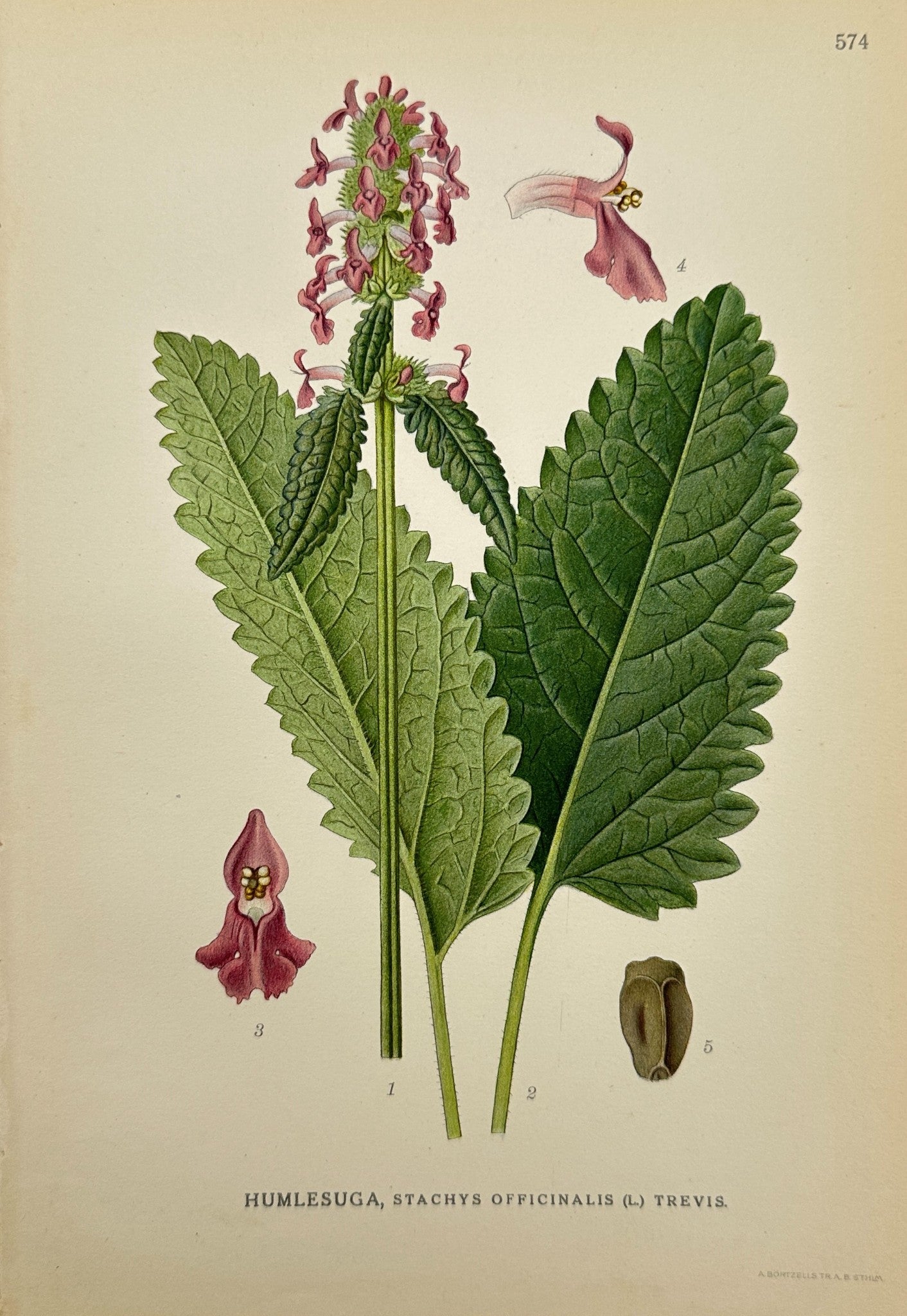 Original Antique Print - Common Hedgenettle - Stachys Officinalis - F4