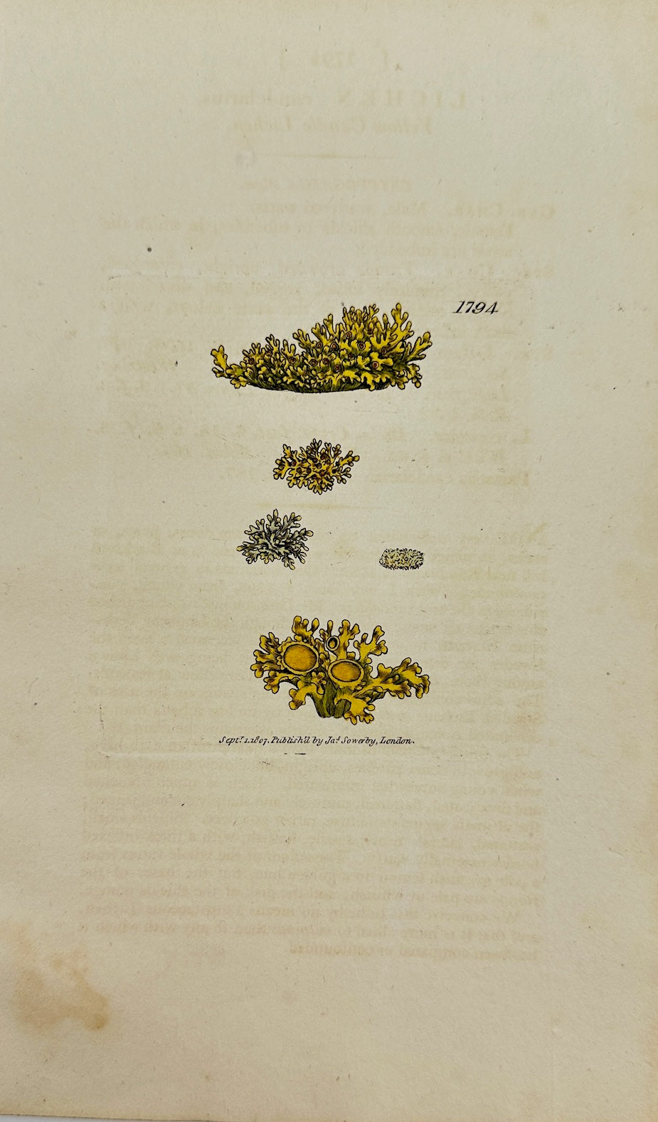 Antique Print - James Sowerby - Lichen Candelarius - Candelarious Lichen - F1