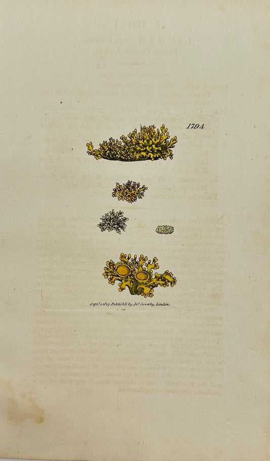 Antique Print - James Sowerby - Lichen Candelarius - Candelarious Lichen - F1