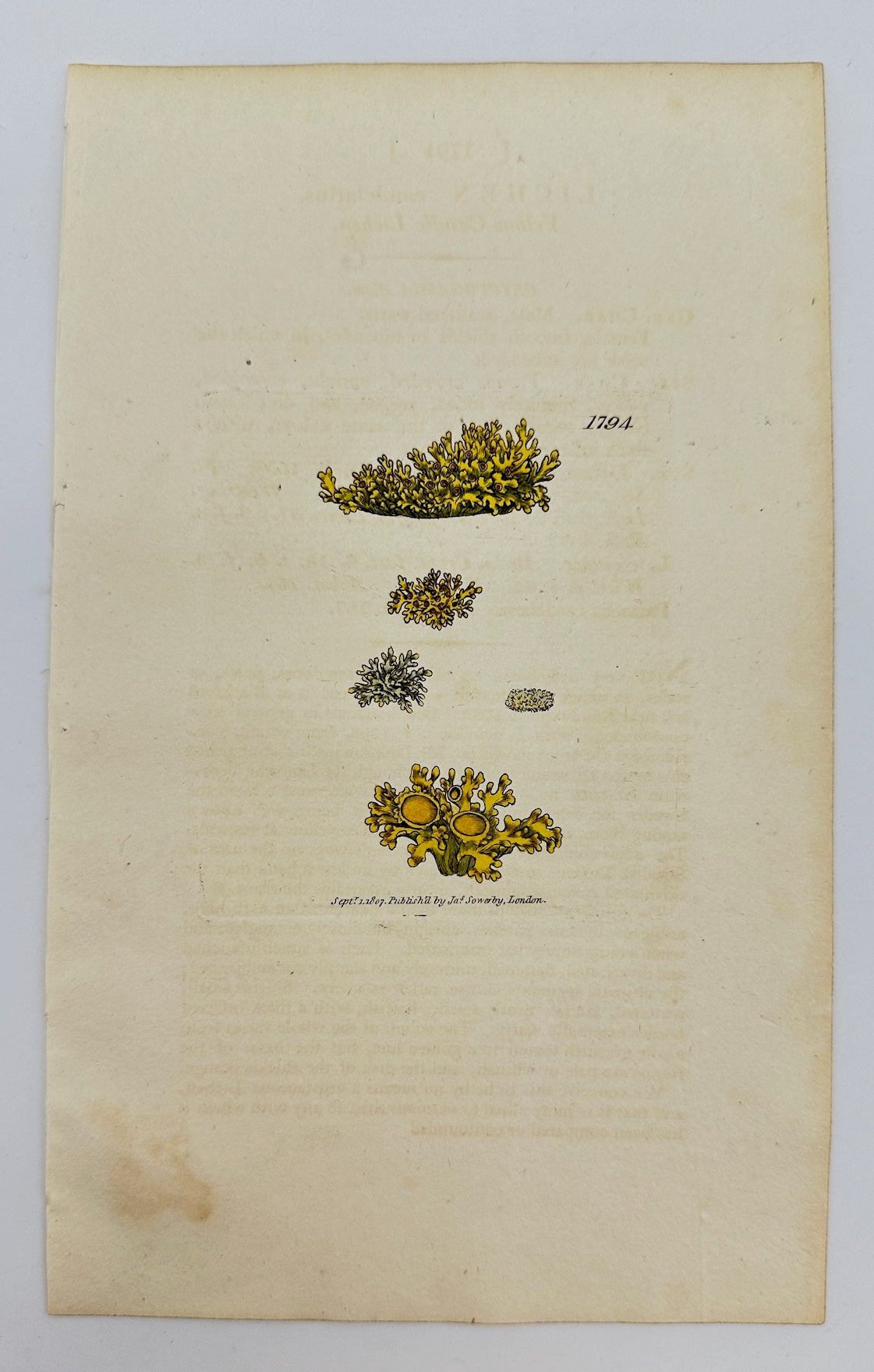 Antique Print - James Sowerby - Lichen Candelarius - Candelarious Lichen - F1
