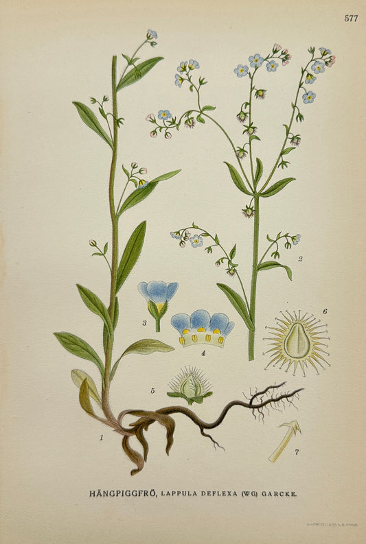 Antique Print - Carl Lindman - Lappula Deflexa - Deflexed Stickseed - F4