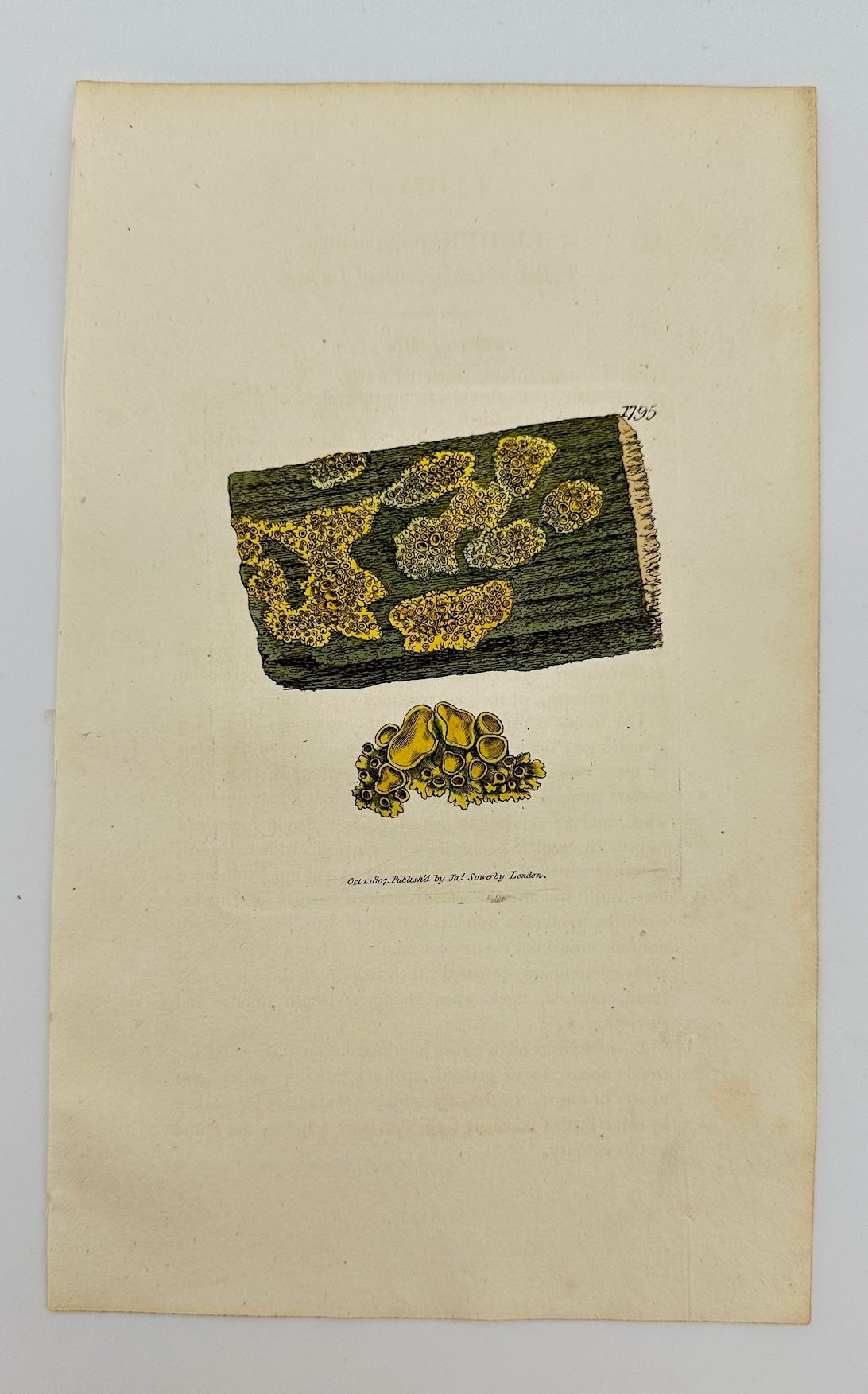 Antique Print - James Sowerby - Lichen Polycarpus - Polycarpous Lichen - F1