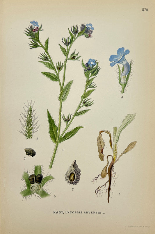Original Antique Print - Carl Lindman - Lycopsis Arvensis - Bugloss - F4