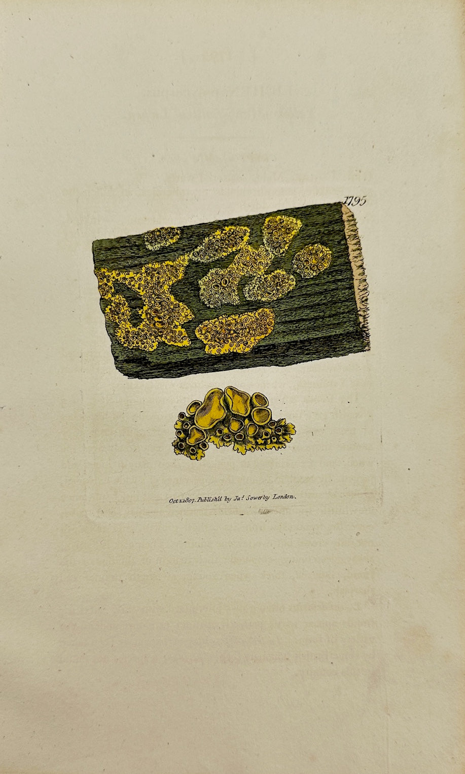 Antique Print - James Sowerby - Lichen Polycarpus - Polycarpous Lichen - F1