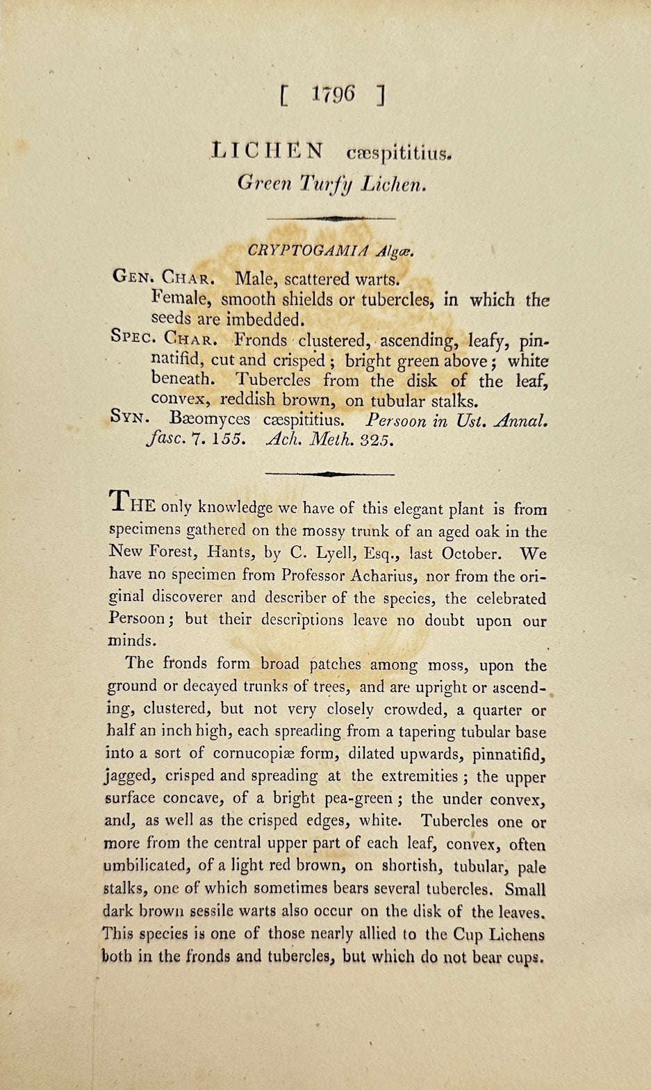 Antique Botanical Print - James Sowerby - Lichen Cæspititius - Mossy Lichen - F1