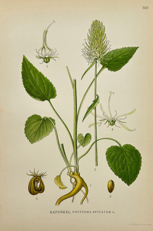 Original Antique Print - Carl Lindman - Spiked Rampion - Phyteuma Spicatum - F4