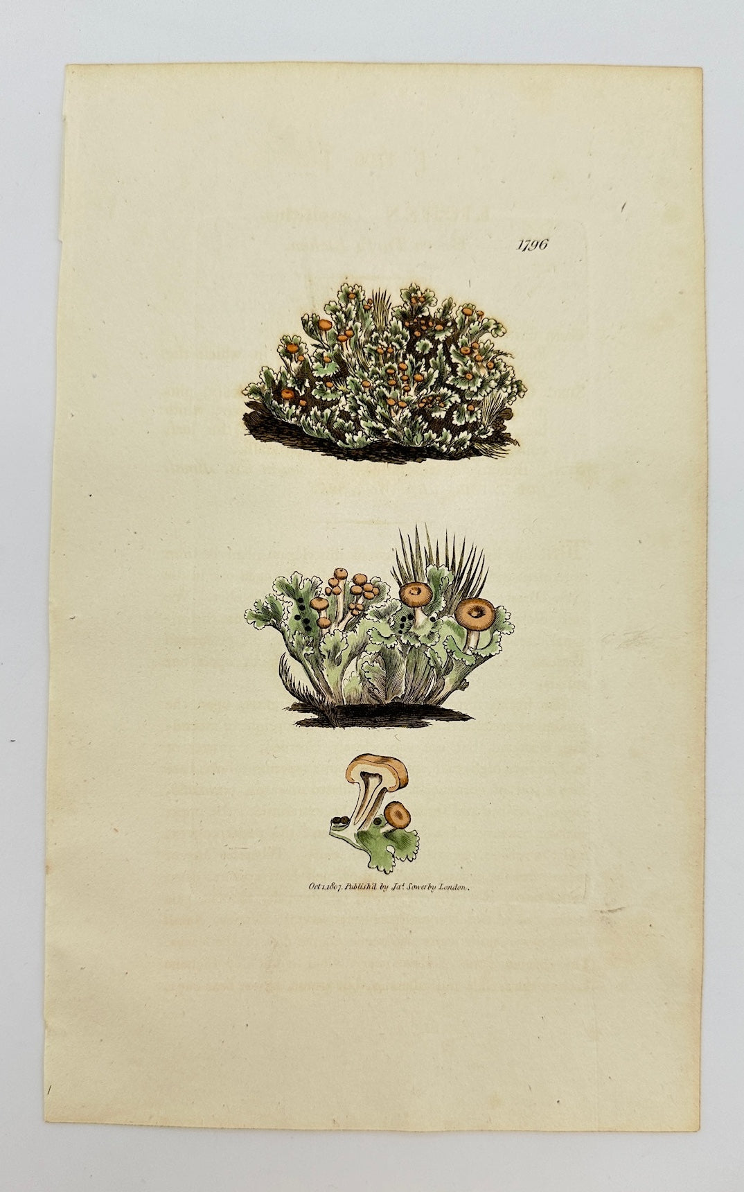 Antique Botanical Print - James Sowerby - Lichen Cæspititius - Mossy Lichen - F1