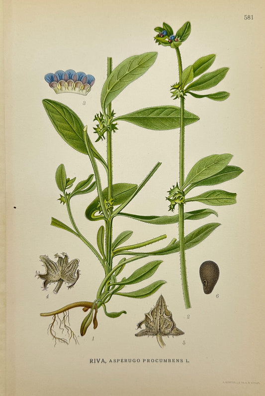 Antique Print - Carl Lindman - Asperugo Procumbens - German Madwort - F4