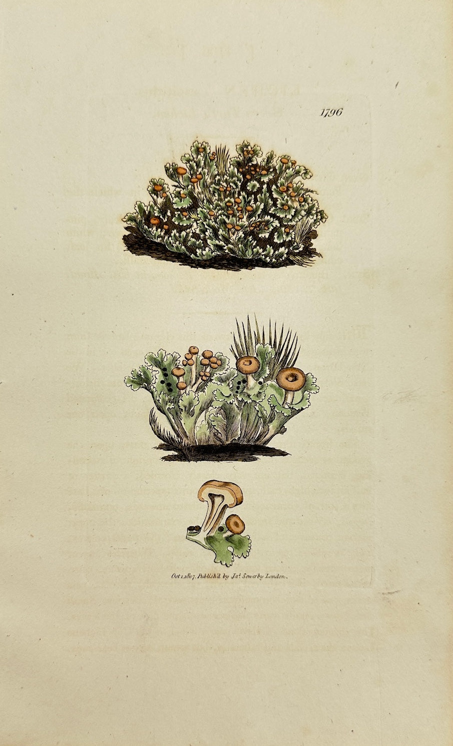 Antique Botanical Print - James Sowerby - Lichen Cæspititius - Mossy Lichen - F1