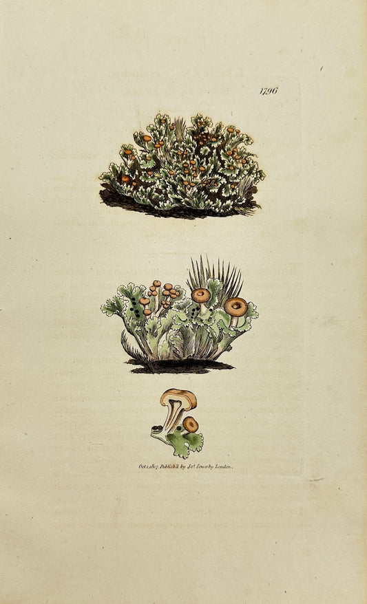 Antique Botanical Print - James Sowerby - Lichen Cæspititius - Mossy Lichen - F1