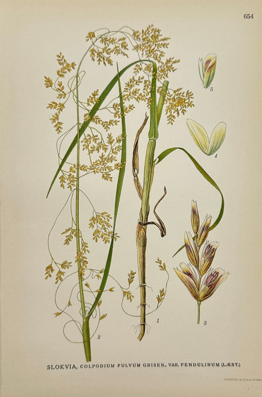 Original Antique Print - Carl Lindman - Colpodium Fulvum - Golden Hairgrass - F4