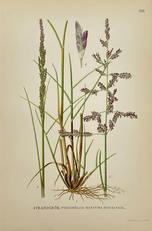 Antique Print - Carl Lindman - Seaside Alkali Grass - Puccinellia Maritima - F4