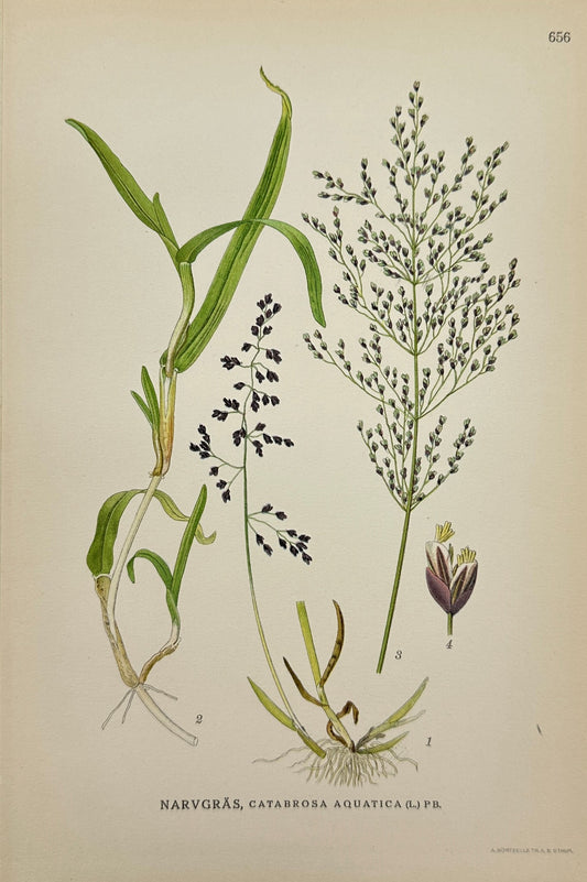 Antique Print - Carl Lindman - Water Whorlgrass - Catabrosa Aquatic - F4