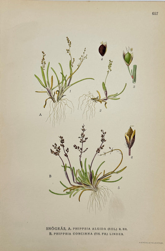 Antique Print - Carl Lindman - Frost Tussockgrass - Phippsia Algida - F4
