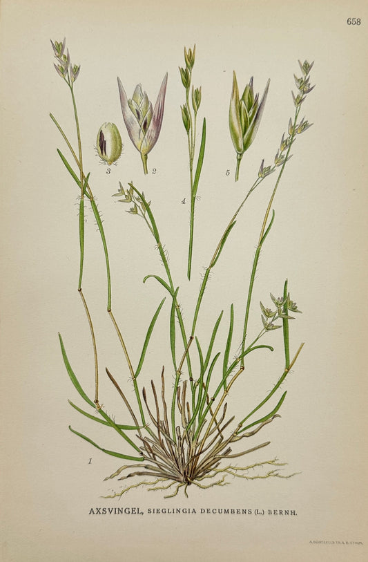 Original Antique Print - Sieglingia Decumbens - Creeping Mountain Grass - F4
