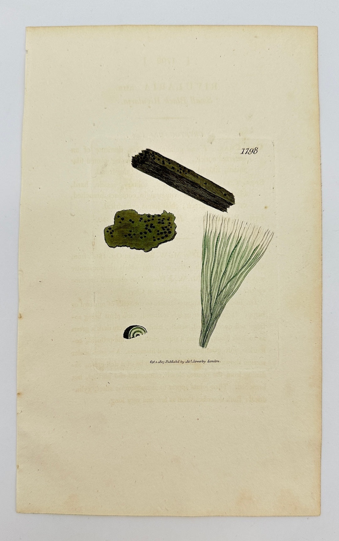 Antique Botanical Print - James Sowerby - Rivularia Atra - Black Rivularia - F1