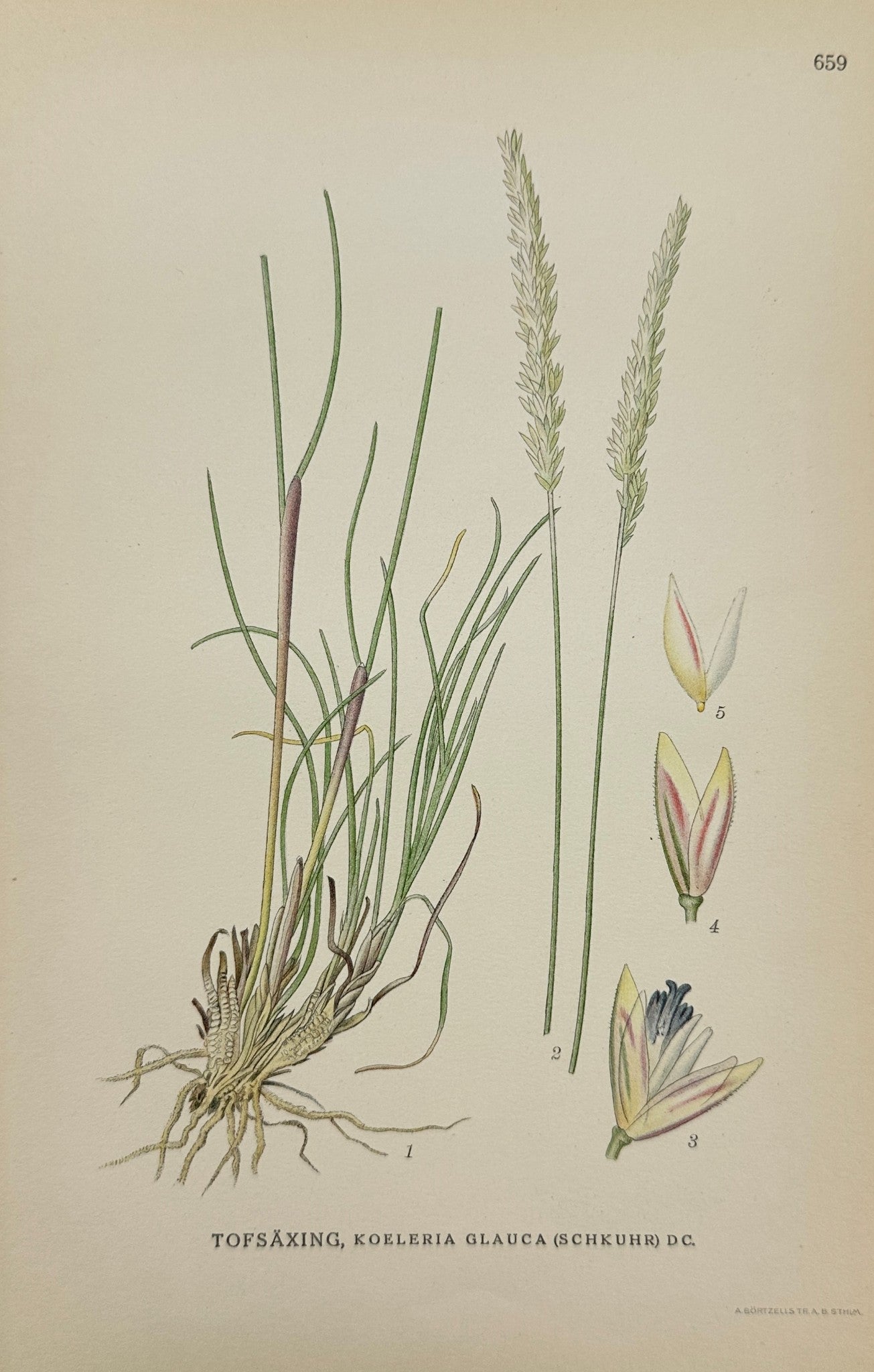 Antique Print - Carl Lindman - Sieglingia Decumbens - Creeping Rush - F4