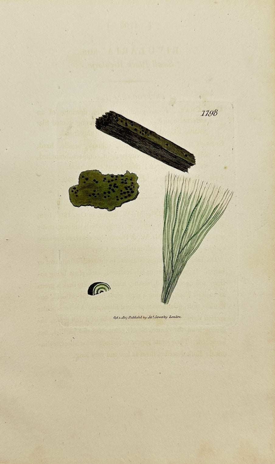 Antique Botanical Print - James Sowerby - Rivularia Atra - Black Rivularia - F1