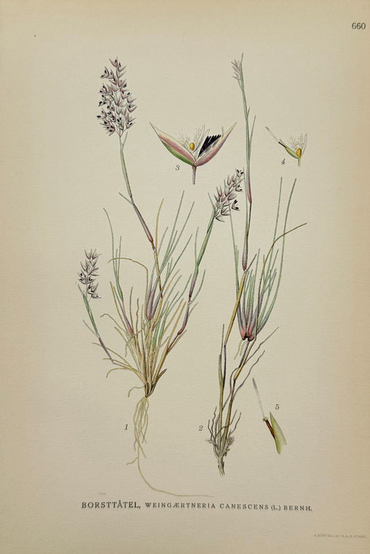 Antique Print - Carl Lindman - Hairy Canary-Grass - Weingærtneria Canescens - F4