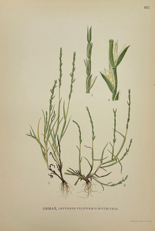 Antique Print - Carl Lindman - Slender Spikerush - Lepturus Filiformis - F4