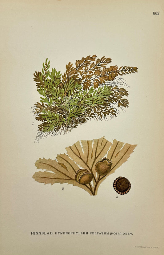 Antique Print - Carl Lindman - Hymenophyllum Peltatum - Umbrella Fern - F4