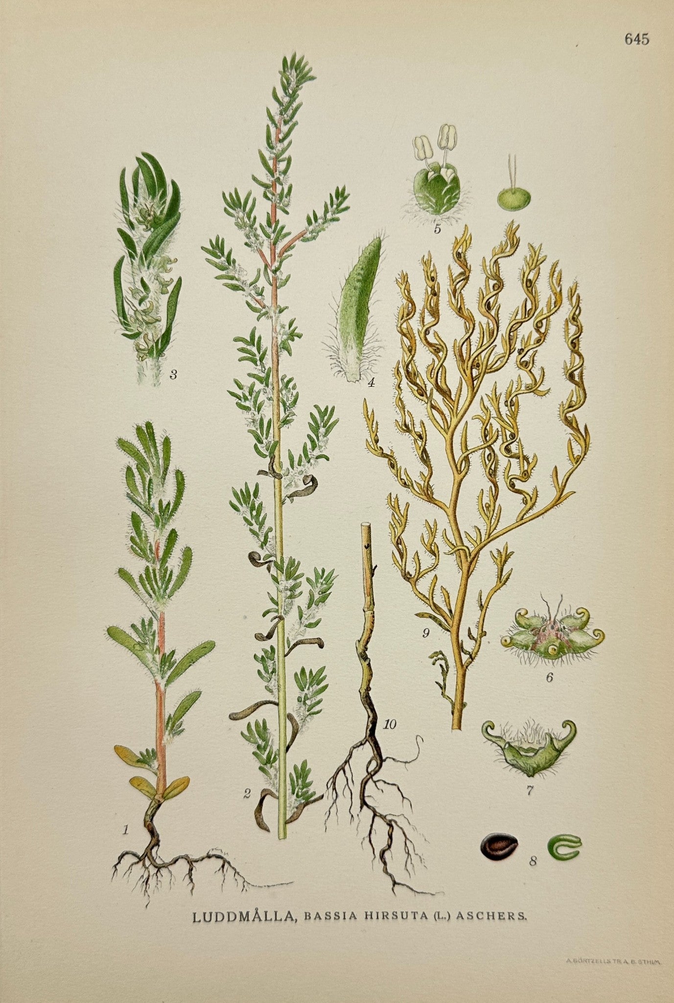 Antique Print - Carl Lindman - Hairy Bassia - Bassia Hirsuta - F4