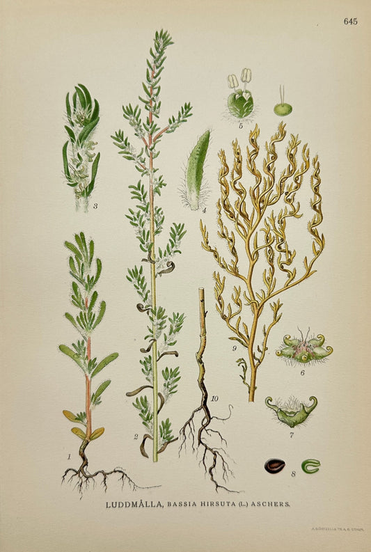 Antique Print - Carl Lindman - Hairy Bassia - Bassia Hirsuta - F4