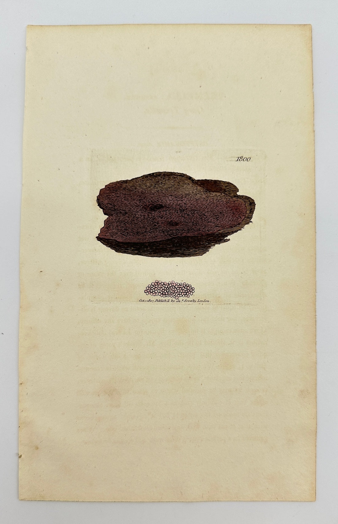 Antique Botanical Print - James Sowerby - Tremella Cruenta - Blood Tremella - F1