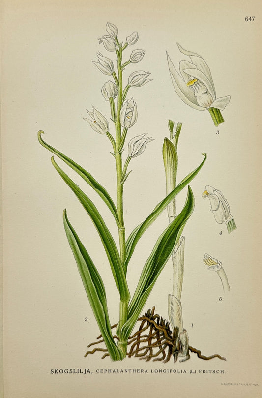 Antique Print - Sword-Leaved Helleborine - Cephalanthera Longifolia - F4