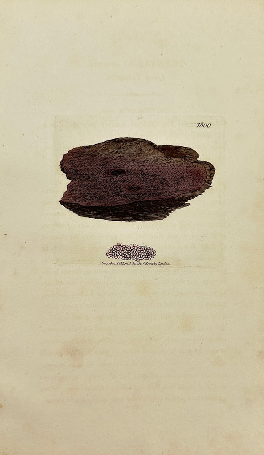 Antique Botanical Print - James Sowerby - Tremella Cruenta - Blood Tremella - F1