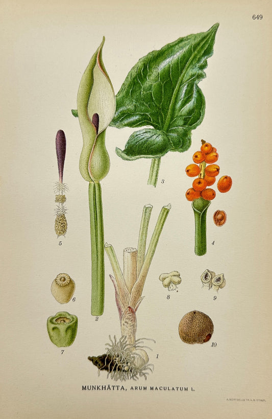 Original Antique Print - Carl Lindman - Arum Maculatum - Lords and Ladies - F4