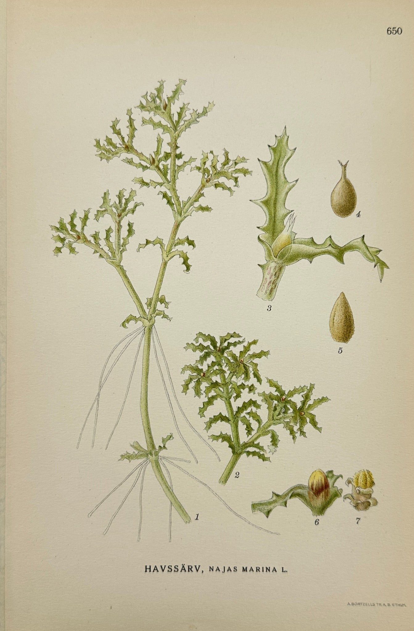 Original Antique Print - Carl Lindman - Najas Marina - Spiny Naiad - F4