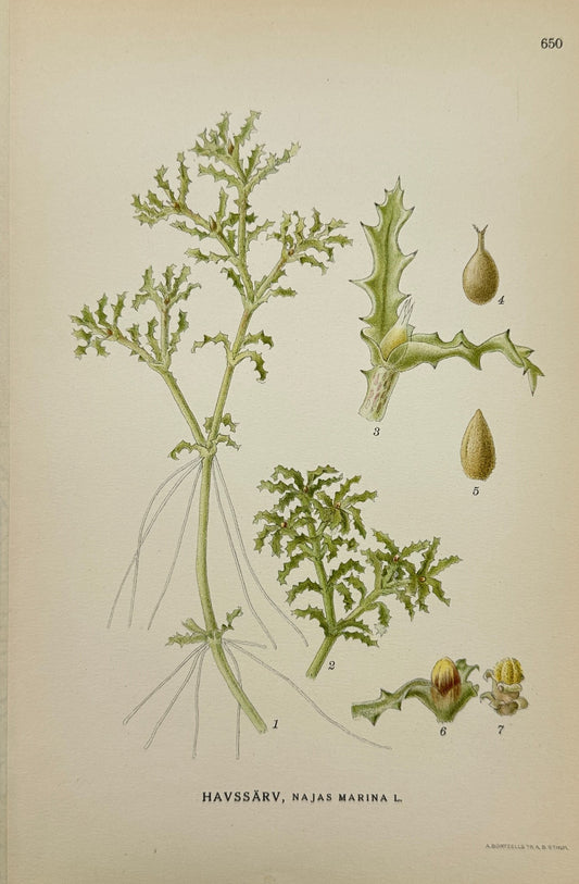 Original Antique Print - Carl Lindman - Najas Marina - Spiny Naiad - F4