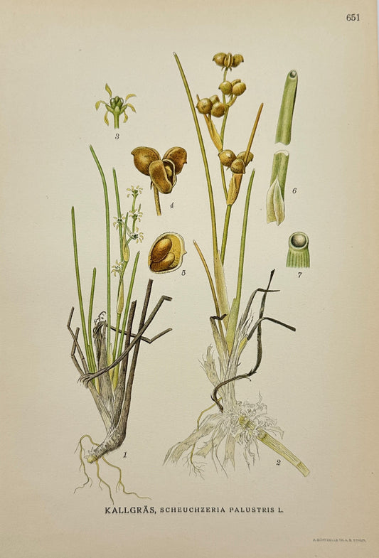 Antique Print - Carl Lindman - Rannoch-Rush - Scheuchzeria Palustris - F4