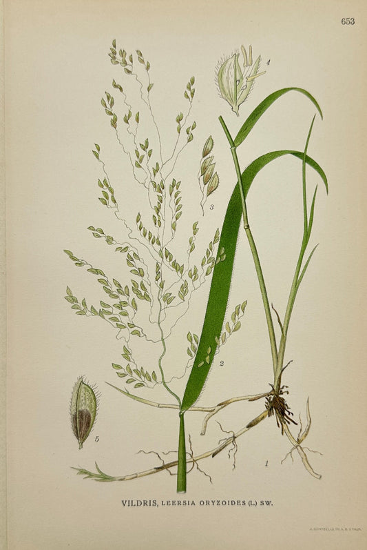 Original Antique Print - Carl Lindman - Rice Cutgrass - Leersia Oryzoides - F4