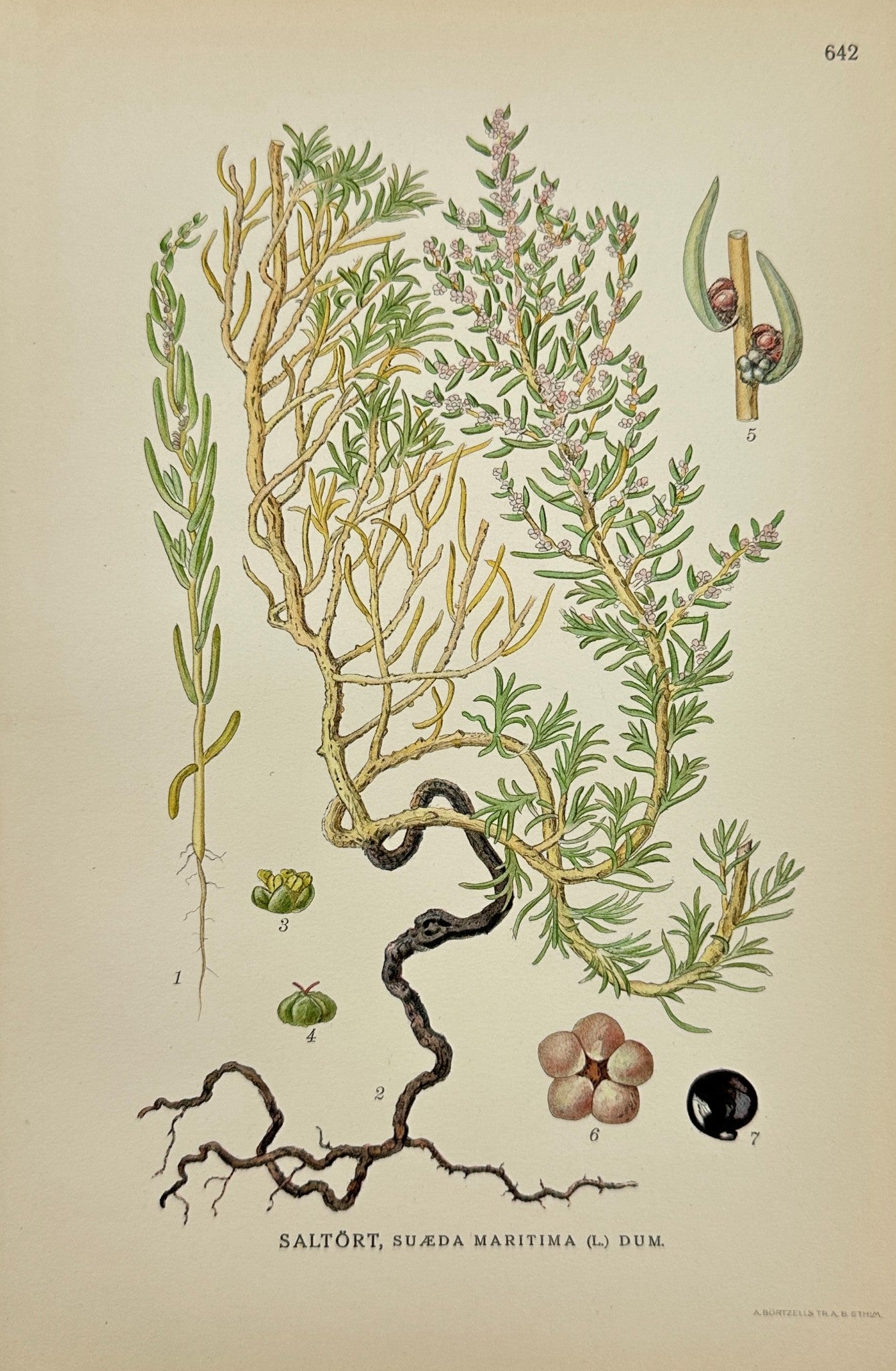 Original Antique Print - Carl Lindman - Sea Blite - Suaeda Maritima - F4