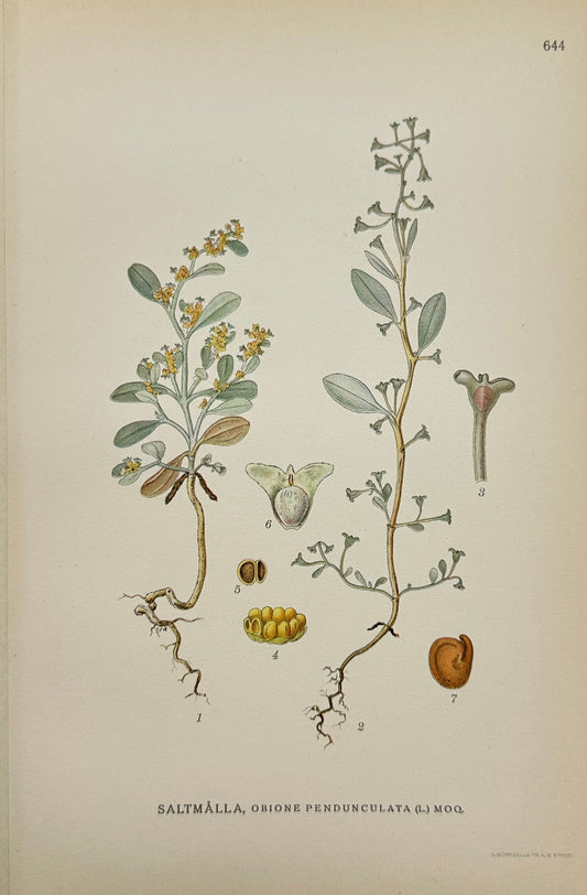 Original Antique Print - Carl Lindman - Dwarf Orache - Obione Pendunculata - F4