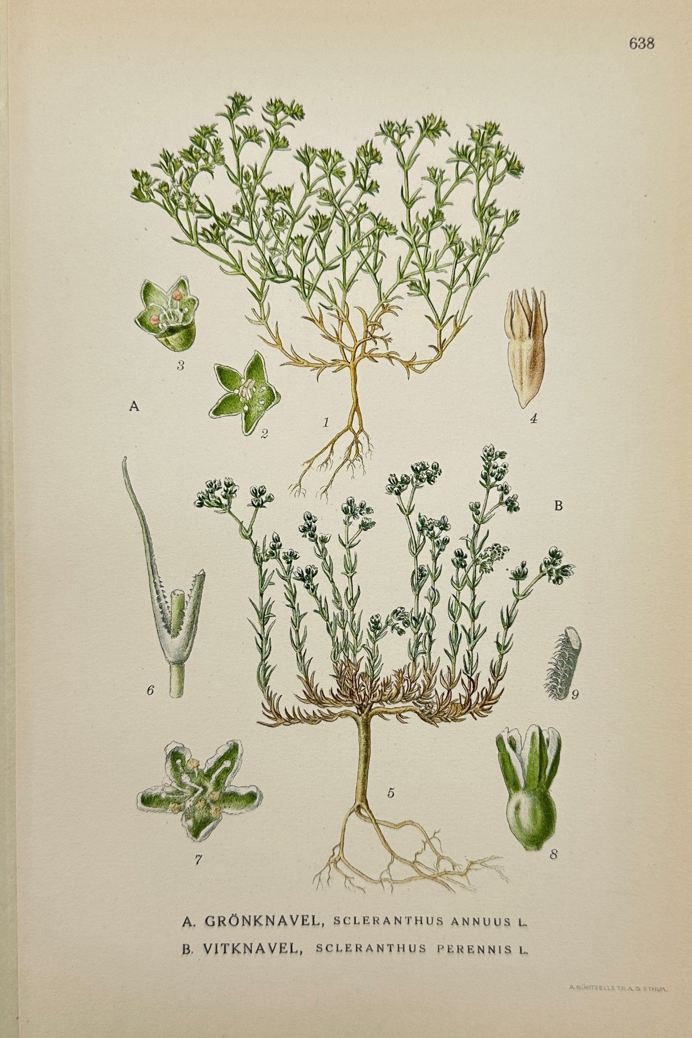Original Antique Print - Carl Lindman - Annual Knawel and Perennial Knawel - F4