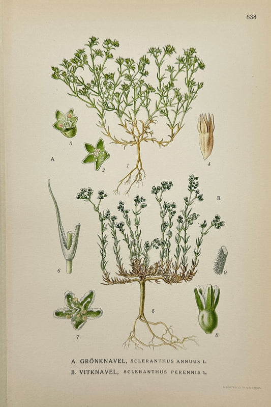 Original Antique Print - Carl Lindman - Annual Knawel and Perennial Knawel - F4