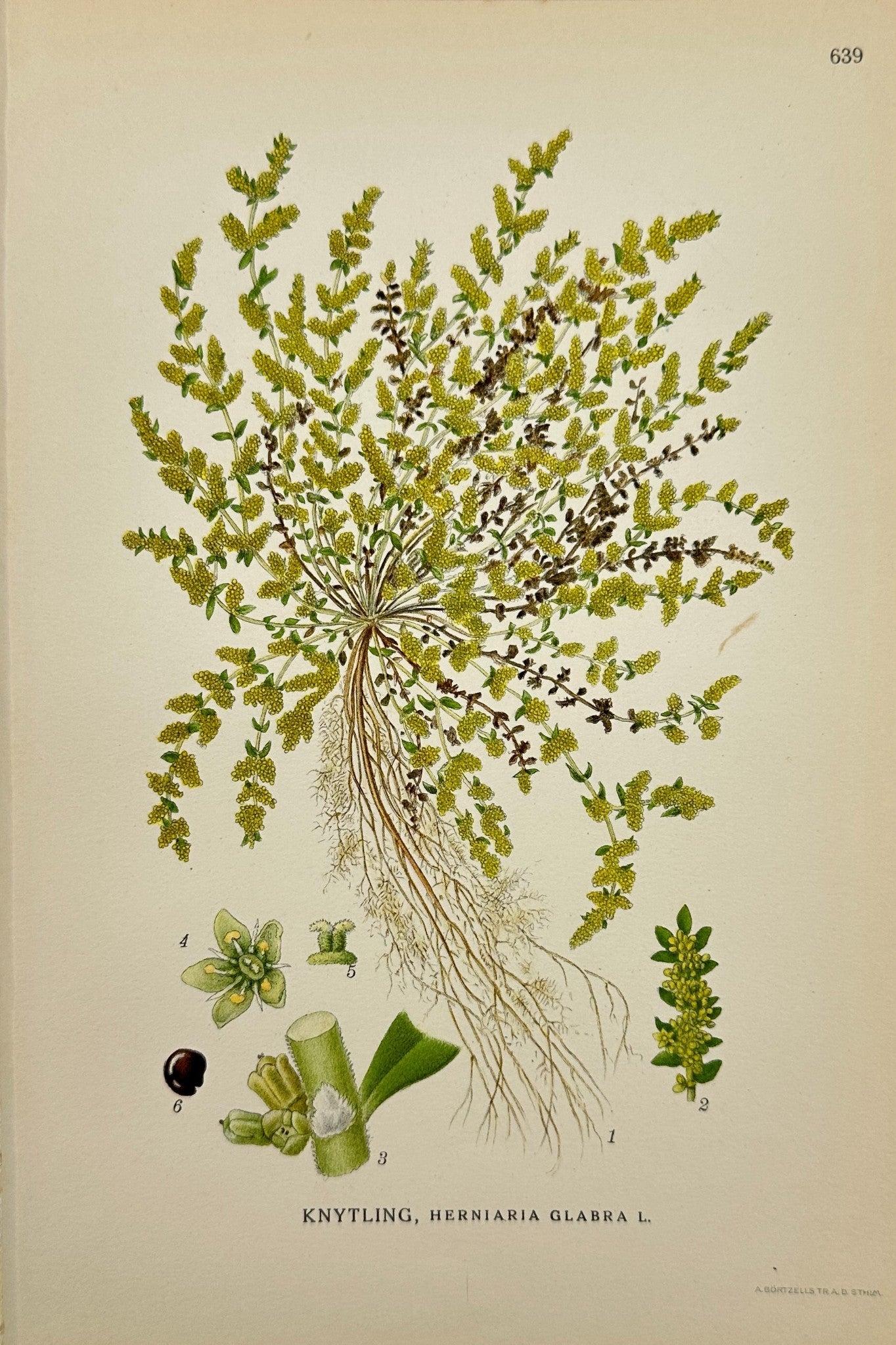 Original Antique Print - Carl Lindman - Rupturewort - Herniaria Glabra - F4