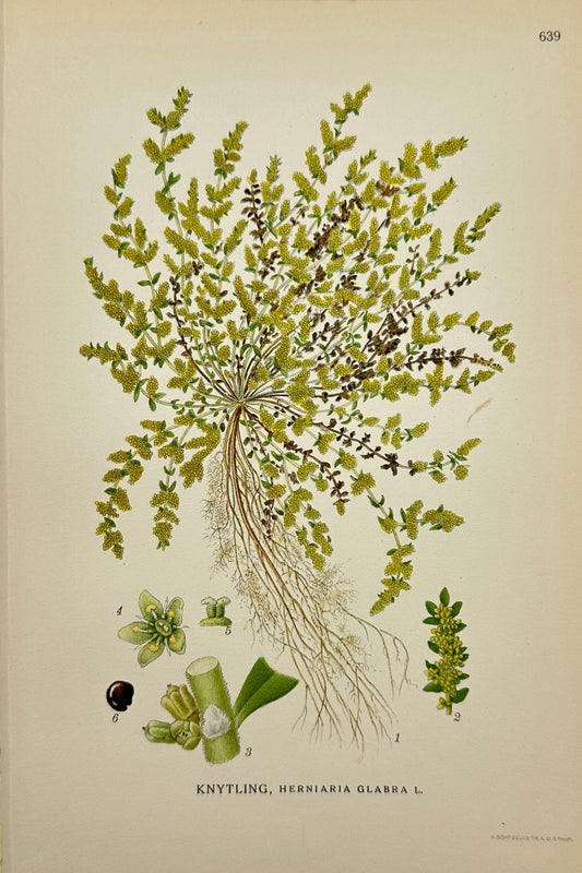 Original Antique Print - Carl Lindman - Rupturewort - Herniaria Glabra - F4