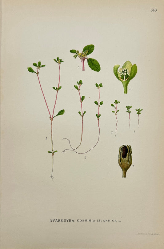 Antique Print - Carl Lindman - Iceland Purslane - Koenigia Islandica - F4